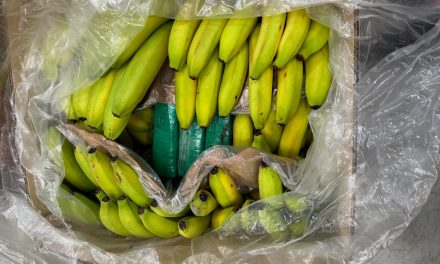 Wiesbaden – Kokain in Bananenkisten – Zollfahndung und Polizei stellen mehr als 500 Kilogramm Rauschgift sicher